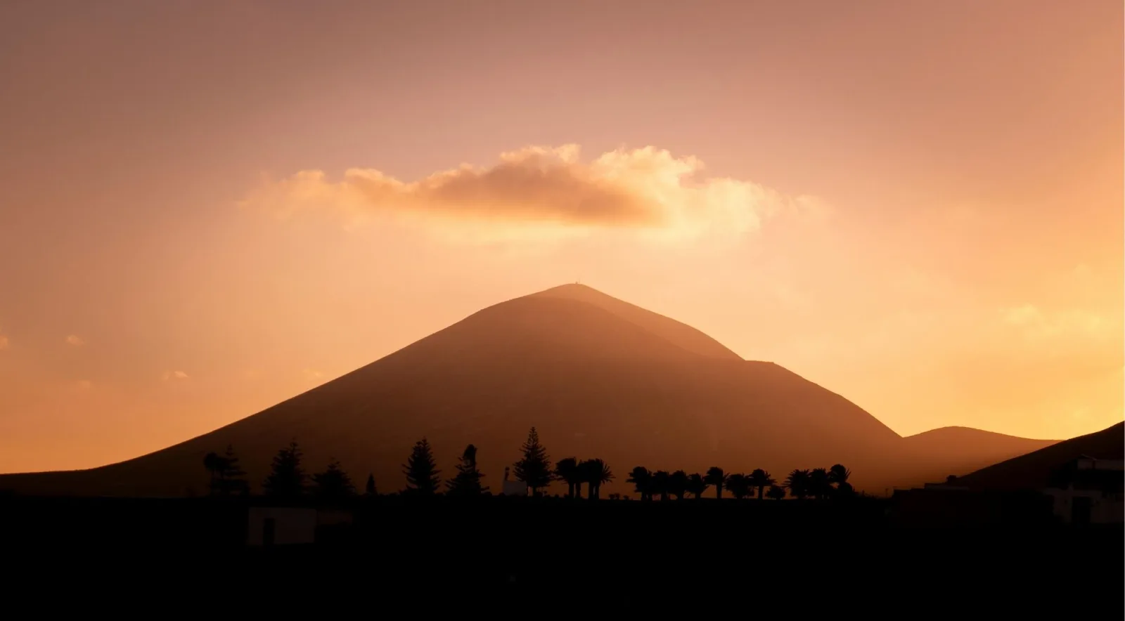 A large brown volcanic cone behind a black lava field planted with young palms
