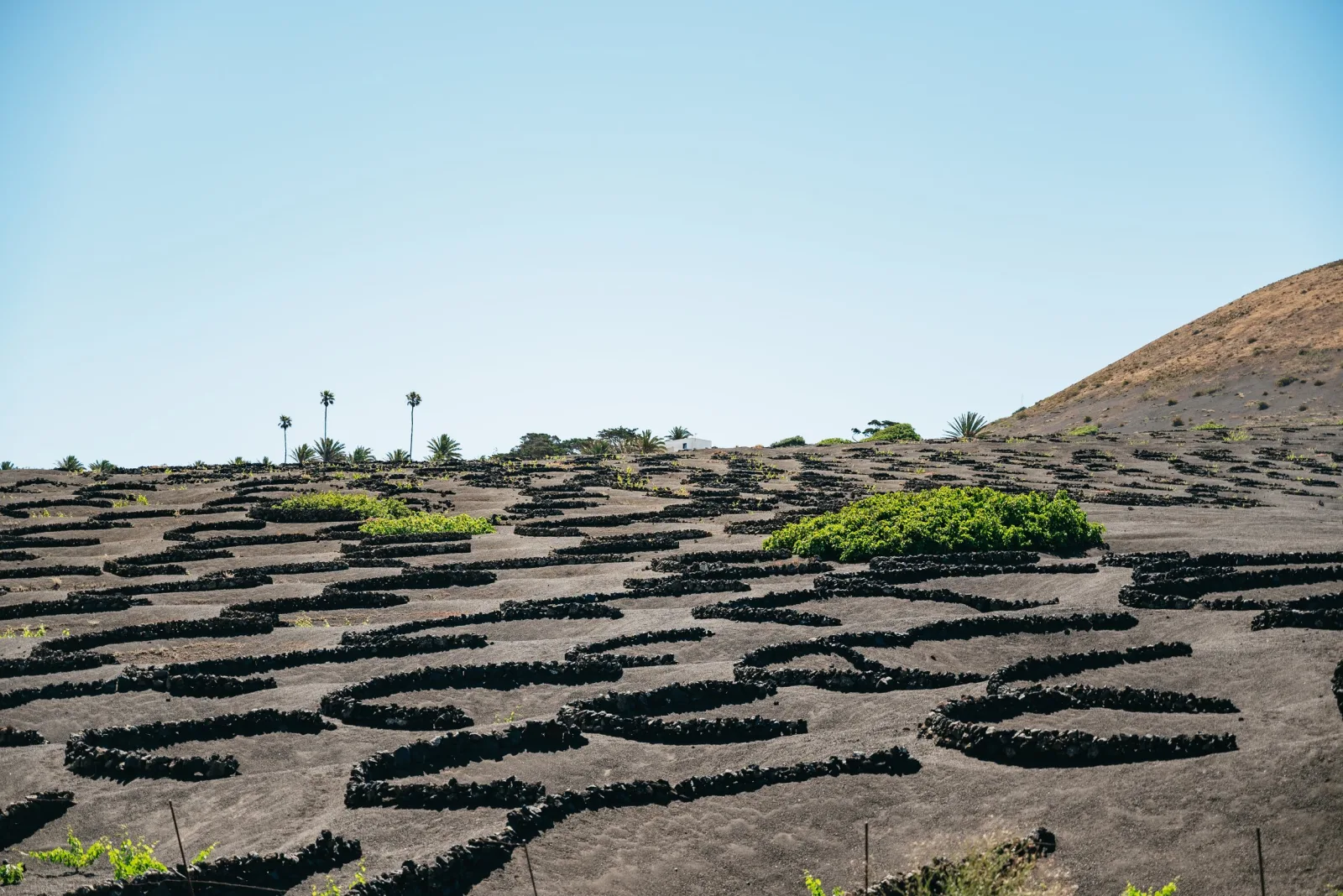 The curved stone windbreaks of La Geria's vine pits stretching across black ash