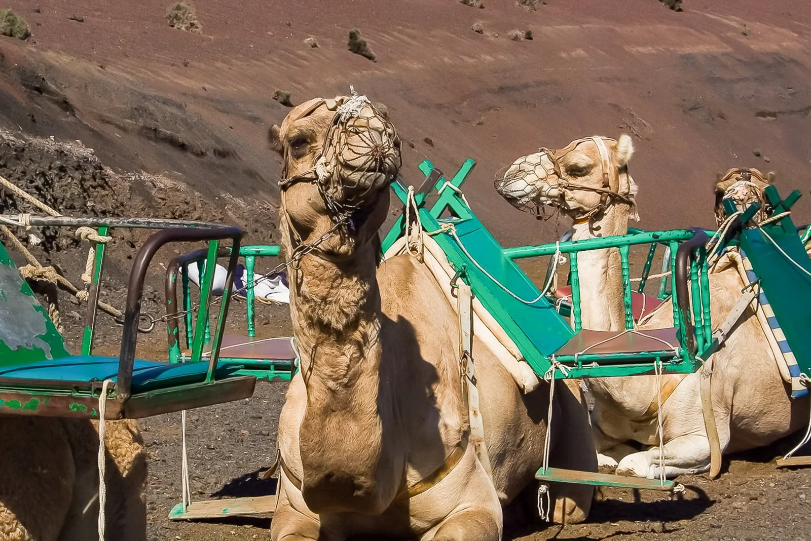 Two camels resting in green saddle frames at the Echadero de los Camellos