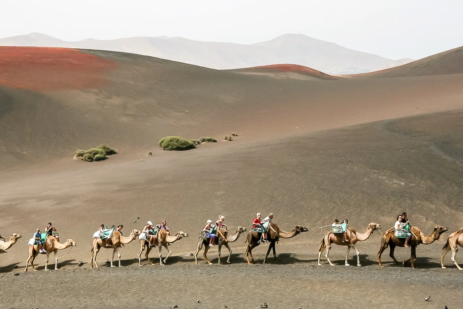 A camel train carrying riders in single file across the pale ash slopes of Timanfaya