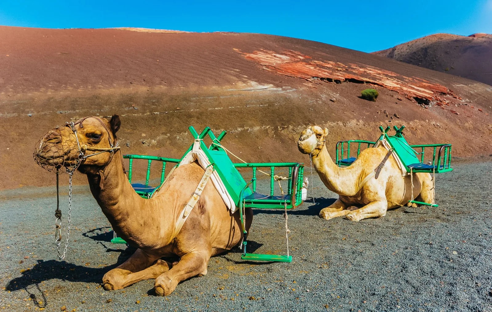 Two camels in green saddle frames waiting below a red volcanic slope